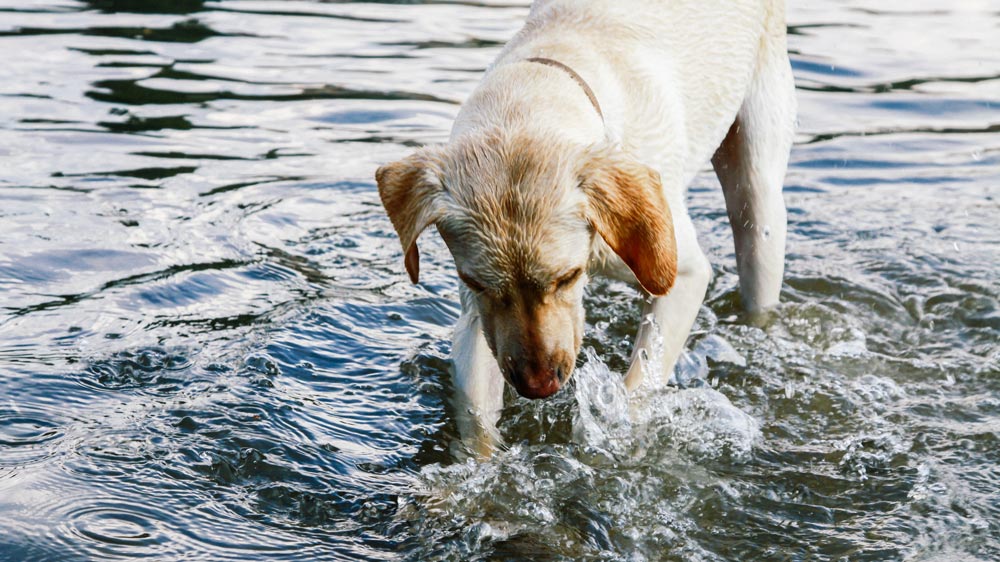 Hund spielt im Wasser